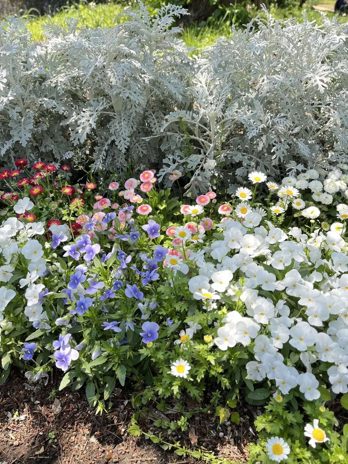 Gepflegtes Blumenbeet mit weißen und violetten Hornveilchen, rosa Tausendschön und silbrigem Greiskraut